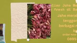 0895-4063-61427(Tel/Wa),Distributor Supplier Jahe merah mentah asli murah di Lampung Jambi Batam