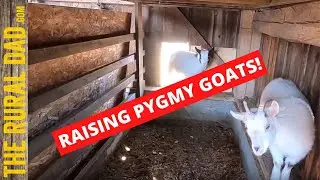 Pygmy Goats and changing their bedding | Hobby Farm