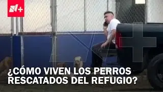 Brigada Animal en Xochimilco: Imágenes exclusivas de perros rescatados - Despierta
