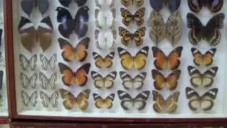 Nymphalidae. Семейство Нимфалиды.