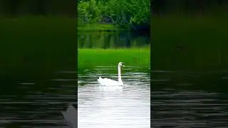 Graceful Swan Swimming 🦢 #Shorts   #swan