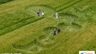 Crop circle 2012 knoll down 26.june, blown nodes