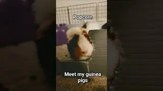 Meet my guinea pigs