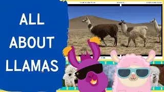 All about Llamas🦙 | Fun English Lesson for Kids🎉