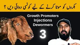 Goat Fattening Medicines | قربانی کے بکروں کو موٹا کیسے کریں ؟