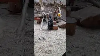 Goril&iacute; odpoledne v Zoo Praha: Čas na hran&iacute; | Gorilla Playtime at Prague Zoo