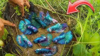 Приключения в дикой природе с бойцовыми рыбками: открытие скрытых миров этих рыбок.