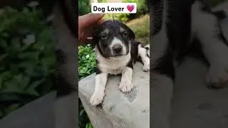 The Indian Desi Dog 🐕#Desi Dog 🐕#Animals Love 😘