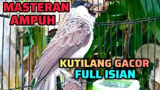 KUTILANG GACOR FULL ISIAN TERBAIK UNTUK PANCINGAN & MASTERAN KUTILANG BAHAN