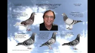 Video 370: Keith & Betty Mott of Claygate: Pigeon Pairings 2018