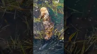 Sleeping Sea Otter Naps Wrapped in Kelp
