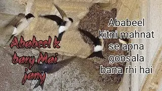 Ababeel Sparrow | Gabriella Birds Welfare
