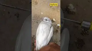 New Trick lakwa kabutar ka ilaj 😳😳 #shorts #pigeon #kabutar #pets