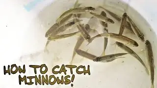 HOW TO CATCH MINNOWS!