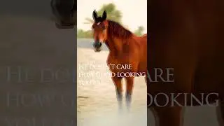 The Horse is a Great Equalizer #horse #horsebackadventures #equestrian #horsebackadventure