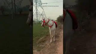 kai use nager na lag gae 🔱#love #song #7773 #horse #ram #horseriding #trending #automobile #youtube