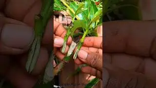 Mango🥭  saddle dual grafting ✔ technique #satisfying #nature #garden #shorts
