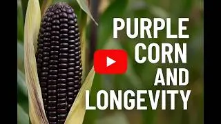 Purple Corn and Longevity
