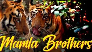 Great Sighting | Largest Sub-Adult Tigers
