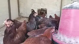 Kümeslerimizin Gelecek Üretim Sezonu Fragmanı/Rhode Island Red-Australorp-Ligorin-Sussex