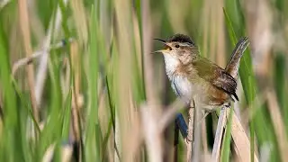 Horicon Marsh, Mostly Marsh Wren Nestbuilding