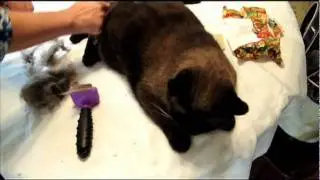The Furminator from Cat Supplies and More - Amazing brush for cats with thick fur