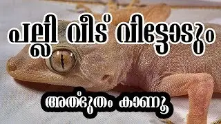 10 Best Home Remedies to Get Rid of Lizards