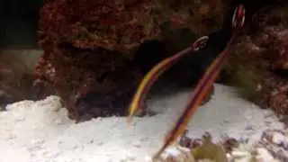 Two blue striped pipefish