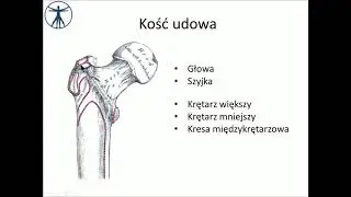 Kość udowa i staw biodrowy [wstęp] PL
