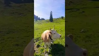 Швейцарские коровки на высокогорных  лугах🇨🇭 #красивыеместа #reisen #schweiz  #bergen #switzerland