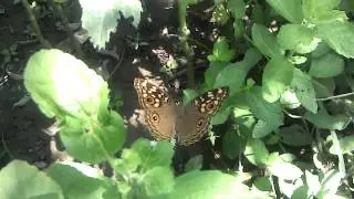 spice mi 410 test video