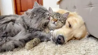 Two Adorable Cats Love Golden Retriever! [Cuteness Overload]