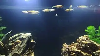 Danios and Corydora community tank