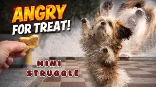 Tiny Dog, Big Anger😤 Fighting for a Treat 🐶🐾#doggielife #petparent #funny #relatable #trendingvideo