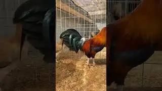 Gamefowl Breeds 2024 #shorts #rooster #gallos