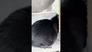 Miss Kitty
