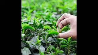 India Tea News | 31 January 2025