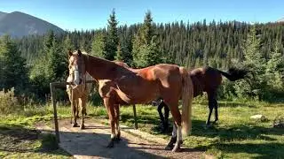 Willmore Wilderness Summit Cabin Hike 2025