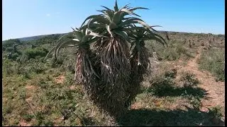 Making Aloe Vera Juice Gel From Wild Aloes In South Africa