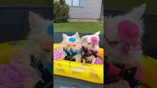 Terrifying Baby Sharks | Cute Long Hair Chihuahuas (Dog Comedy Skit) | The Furry Kiddos