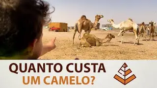 CONHECENDO UM MERCADO DE CAMELOS! Chegamos na fronteira do Egito | Vivendo no Egito #03