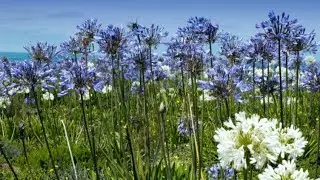 Agapanto o agapanthus africanus - Hogarmania