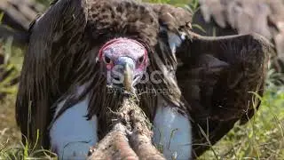 Guardians of the Sky: Pakistan's Endangered Vulture Species #animal2024 #wildlife