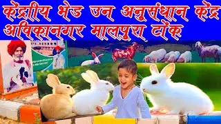 केंद्रीय भेड़ उन अनुसंधान केंद्र अविकानगर मालपुरा टोंक | Cswri avikanagar malpura