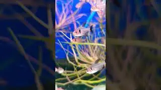 Черная фантомная тетра #finsandfeathersaquaria #aquarium #fishtank #fishcare #aquascapelowtech #