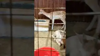 Cute deer & Cow #qurbani #shorts #deer #cow #trending