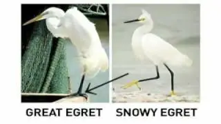 Herons, Egrets, Bitterns 2008