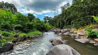 Wipe off Insomnia to Sleep Instantly with Melodious Stream Sounds & Drifting River in Woodland Scene