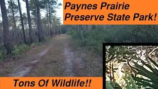 Exploring PAYNES PRAIRIE PRESERVE State Park! Insane Wildlife! Florida Hiking 2023!