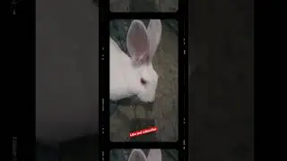#rabbite #funnyclips #funny #honeybunny #funnyvideos #bunny #honey #viralclips #comedy #rabbit